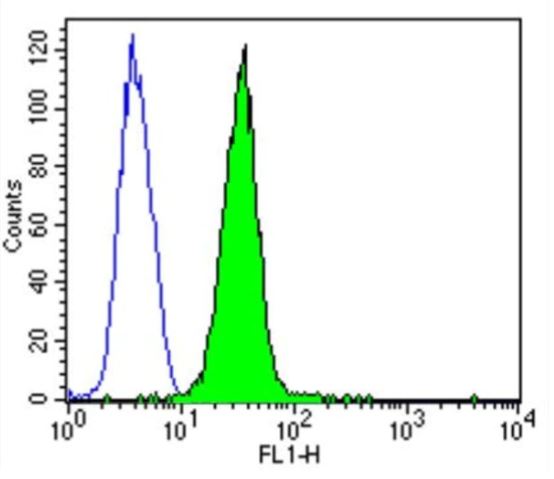 Anti-CACNA1S antibody [1A]