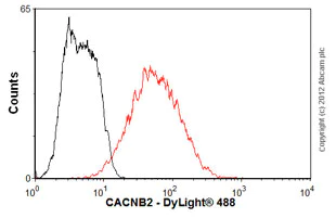 Flow Cytometry - Anti-CACNB2 antibody [N8B/1] (AB93606)