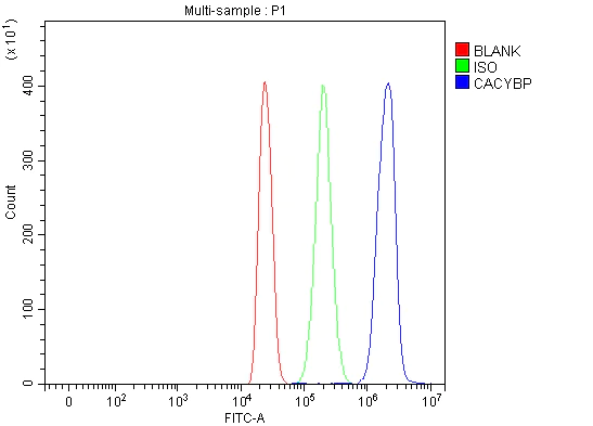 Flow Cytometry - Anti-CacyBP antibody (AB190950)