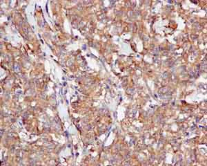 Immunohistochemistry (Formalin/PFA-fixed paraffin-embedded sections) - Anti-CacyBP antibody [EPR12374] - BSA and Azide free (AB249684)