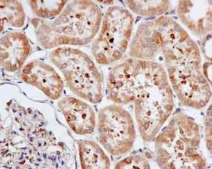 Immunohistochemistry (Formalin/PFA-fixed paraffin-embedded sections) - Anti-CacyBP antibody [EPR12374] - BSA and Azide free (AB249684)