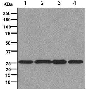 Western blot - Anti-CacyBP antibody [EPR12374] - BSA and Azide free (AB249684)