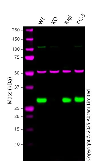 Western blot - Anti-CacyBP antibody [EPR12374] - BSA and Azide free (AB249684)