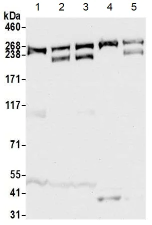 Western blot - Anti-CAD antibody (AB99313)