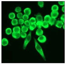 Immunocytochemistry/ Immunofluorescence - Anti-CAD antibody [EP710Y] - BSA and Azide free (ab231694), expandable thumbnail