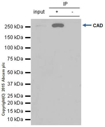 Immunoprecipitation - Anti-CAD antibody [EP710Y] - BSA and Azide free (AB231694)