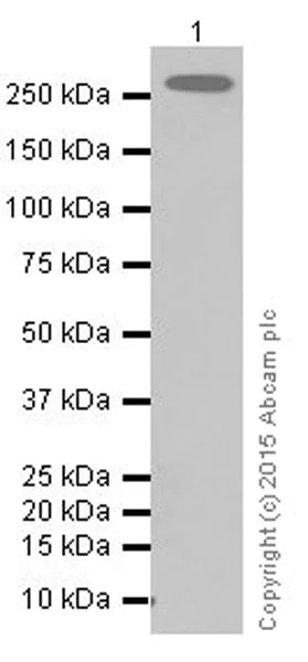 Western blot - Anti-CAD antibody [EP710Y] - BSA and Azide free (AB231694)