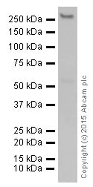 Western blot - Anti-CAD antibody [EP710Y] - BSA and Azide free (AB231694)