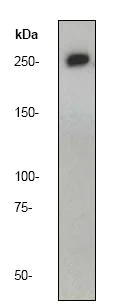Western blot - Anti-CAD antibody [EP710Y] - BSA and Azide free (AB231694)
