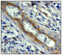 Immunohistochemistry (Formalin/PFA-fixed paraffin-embedded sections) - Anti-CAD antibody [EP711Y] (AB40765)