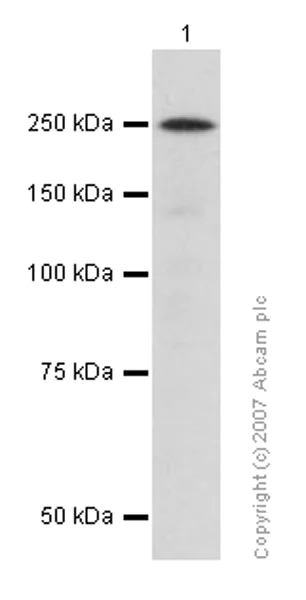 Western blot - Anti-CAD antibody [EP711Y] (AB40765)