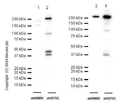 Western blot - Anti-CAD antibody [EP711Y] (AB40765)