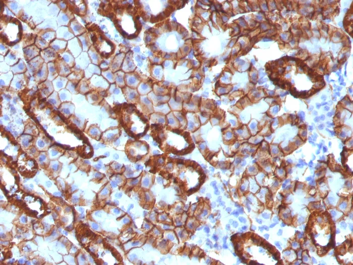 Immunohistochemistry (Formalin/PFA-fixed paraffin-embedded sections) - Anti-Cadherin 16 antibody [CDH16/1071] (AB215769)