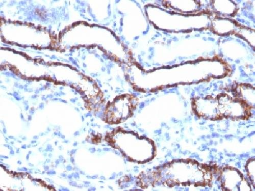 Immunohistochemistry (Formalin/PFA-fixed paraffin-embedded sections) - Anti-Cadherin 16 antibody [CDH16/1071] - BSA and Azide free (AB212243), expandable thumbnail