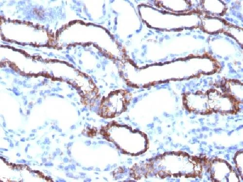 Immunohistochemistry (Formalin/PFA-fixed paraffin-embedded sections) - Anti-Cadherin 16 antibody [CDH16/1071] - BSA and Azide free (AB212243)