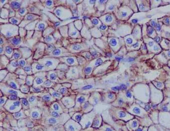 Immunohistochemistry (Formalin/PFA-fixed paraffin-embedded sections) - Anti-Cadherin 16 antibody [EPR13090] - BSA and Azide free (AB214092)