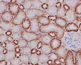 Immunohistochemistry (Formalin/PFA-fixed paraffin-embedded sections) - Anti-Cadherin 16 antibody [EPR13090] - BSA and Azide free (AB214092)