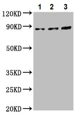 Western blot - Anti-Cadherin 7 antibody (AB237754)