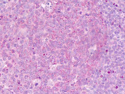 Immunohistochemistry (Formalin/PFA-fixed paraffin-embedded sections) - Anti-Cadherin 7 antibody - N-terminal (AB189965)