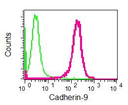Flow Cytometry (Intracellular) - Anti-Cadherin 9 antibody [EPR5113] (AB124803)