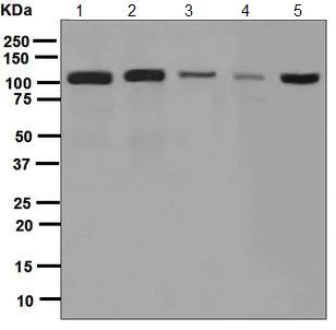 Western blot - Anti-Cadherin 9 antibody [EPR5113] - BSA and Azide free (AB213652)