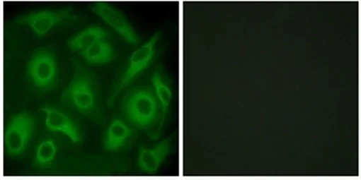 Immunocytochemistry/ Immunofluorescence - Anti-Cadherin like 23 antibody (AB131135)