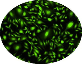 Immunocytochemistry - Cal-520, AM (AB171868)