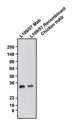 Western blot - Anti-CALB1 antibody [L109/57] - Chicken IgY (Chimeric) (AB325663)