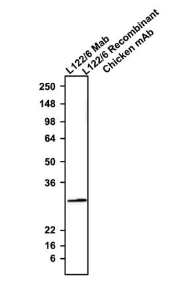 Western blot - Anti-CALB2 antibody [L122/6] - Chicken IgY (Chimeric) (AB325662)