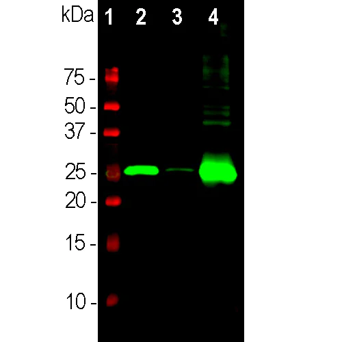Western blot - Anti-Calbindin antibody [5A9] (AB315202)