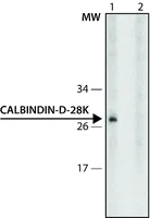 Western blot - Anti-Calbindin antibody [CB-955] (AB82812)