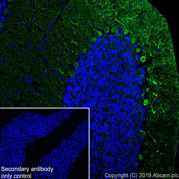 Immunohistochemistry (Frozen sections) - Anti-Calbindin antibody [EP3478] (AB108404)