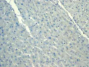 Immunohistochemistry (Formalin/PFA-fixed paraffin-embedded sections) - Anti-Calbindin antibody [EP3478] - BSA and Azide free (AB233018)