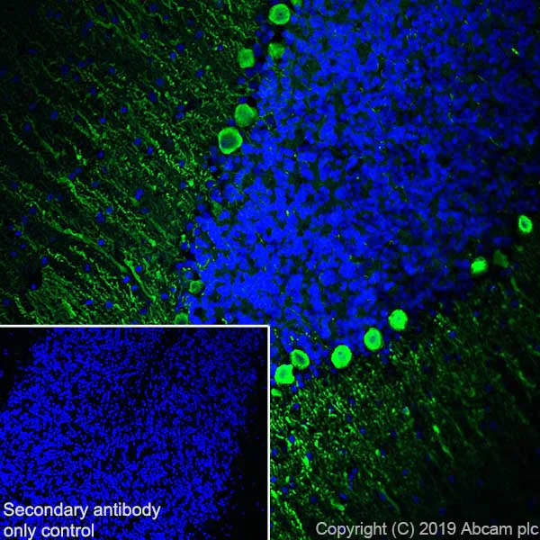 Immunohistochemistry (Frozen sections) - Anti-Calbindin antibody [EP3478] - BSA and Azide free (AB233018)