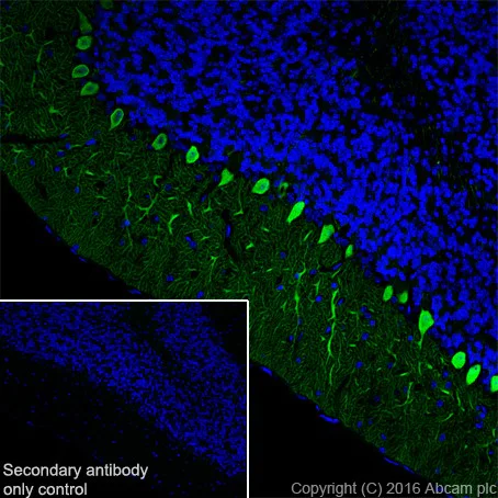 Immunohistochemistry (Frozen sections) - Anti-Calbindin antibody [EP3478] - BSA and Azide free (AB233018)