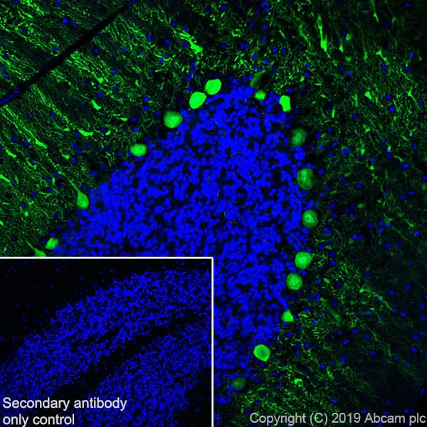Immunohistochemistry (Frozen sections) - Anti-Calbindin antibody [EPR22698-236] (AB229915)