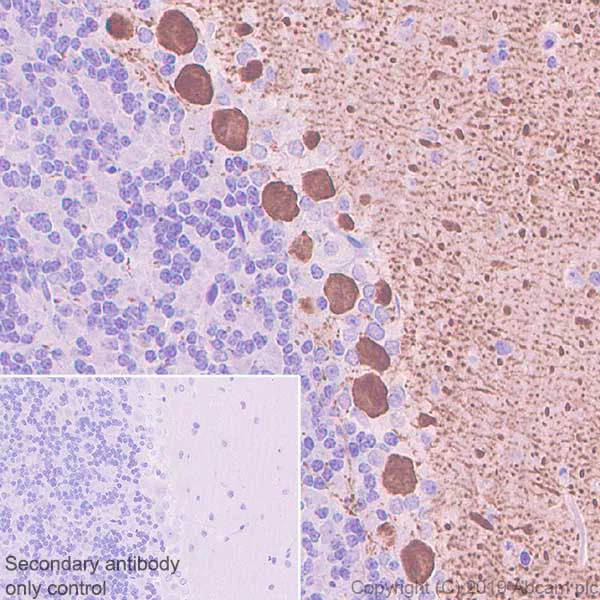 Immunohistochemistry (Formalin/PFA-fixed paraffin-embedded sections) - Anti-Calbindin antibody [EPR22698-236] - BSA and Azide free (AB255691)