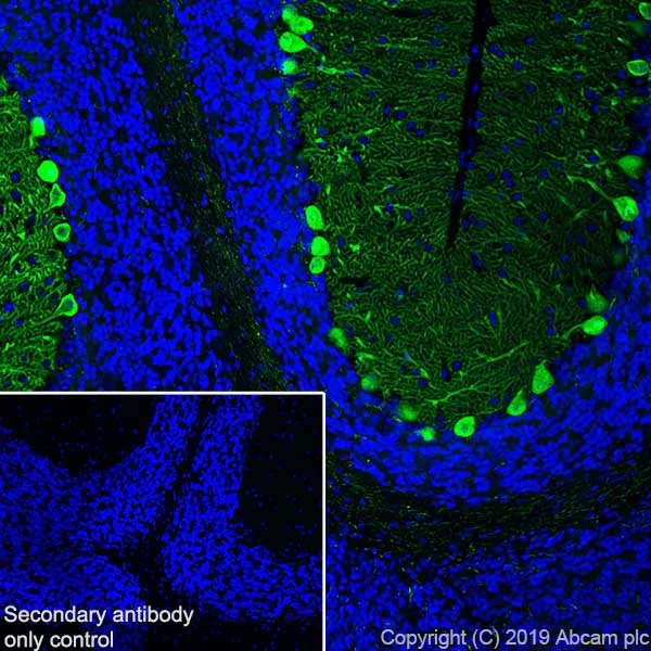 Immunohistochemistry (Frozen sections) - Anti-Calbindin antibody [EPR22698-236] - BSA and Azide free (AB255691)