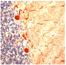 Immunohistochemistry (Formalin/PFA-fixed paraffin-embedded sections) - Anti-Calbindin antibody, prediluted (AB53642)