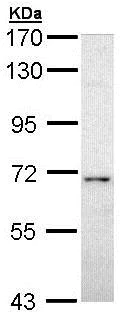 Western blot - Anti-Calcineurin A antibody (AB137335)
