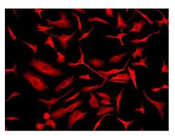 Immunocytochemistry/ Immunofluorescence - Anti-Calcineurin A antibody [EPR1670(2)] - BSA and Azide free (AB239975)