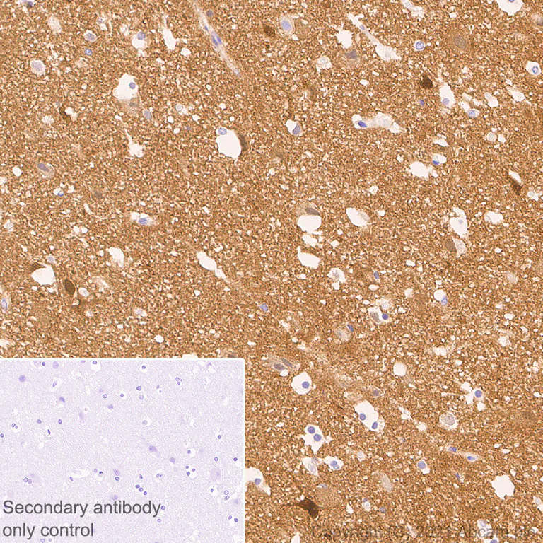 Immunohistochemistry (Formalin/PFA-fixed paraffin-embedded sections) - Anti-Calcineurin A antibody [EPR24997-22] (AB282104)
