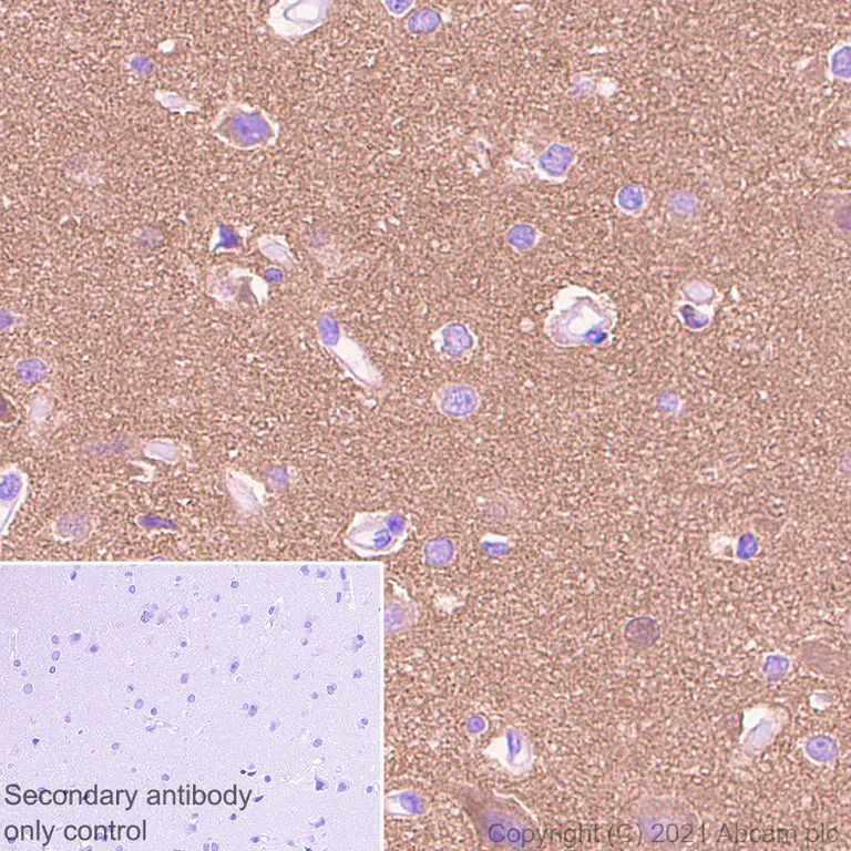 Immunohistochemistry (Formalin/PFA-fixed paraffin-embedded sections) - Anti-Calcineurin A antibody [EPR24997-22] (AB282104)