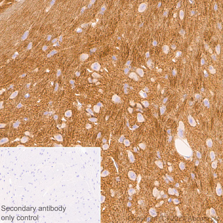 Immunohistochemistry (Formalin/PFA-fixed paraffin-embedded sections) - Anti-Calcineurin A antibody [EPR24997-22] (AB282104)