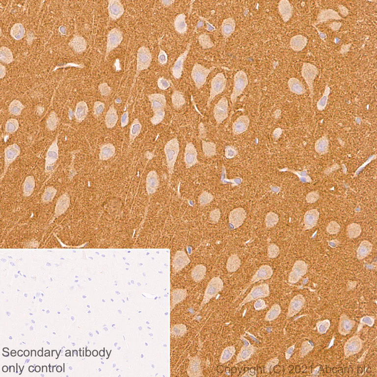 Immunohistochemistry (Formalin/PFA-fixed paraffin-embedded sections) - Anti-Calcineurin A antibody [EPR24997-22] (AB282104)