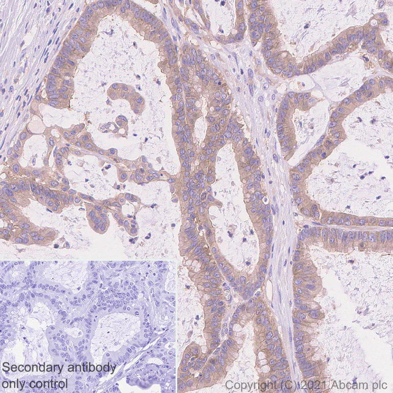 Immunohistochemistry (Formalin/PFA-fixed paraffin-embedded sections) - Anti-Calcineurin A antibody [EPR24997-22] (AB282104)
