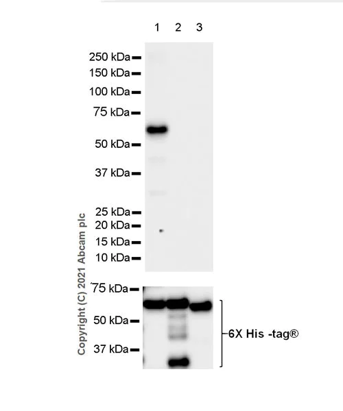 Western blot - Anti-Calcineurin A antibody [EPR24997-22] (AB282104)