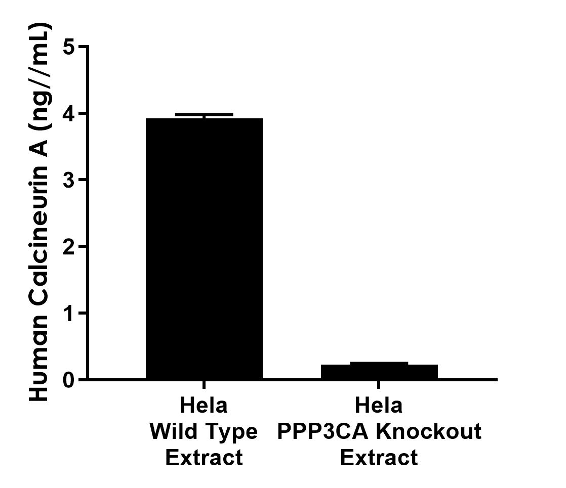 Sandwich ELISA - Anti-Calcineurin A antibody [EPR26649-9] - BSA and Azide free (Capture) (AB315409), expandable thumbnail