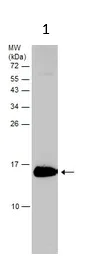 Western blot - Anti-Calcineurin B/PPP3R1 antibody (AB154650)