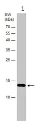 Western blot - Anti-Calcineurin B/PPP3R1 antibody (AB154650)